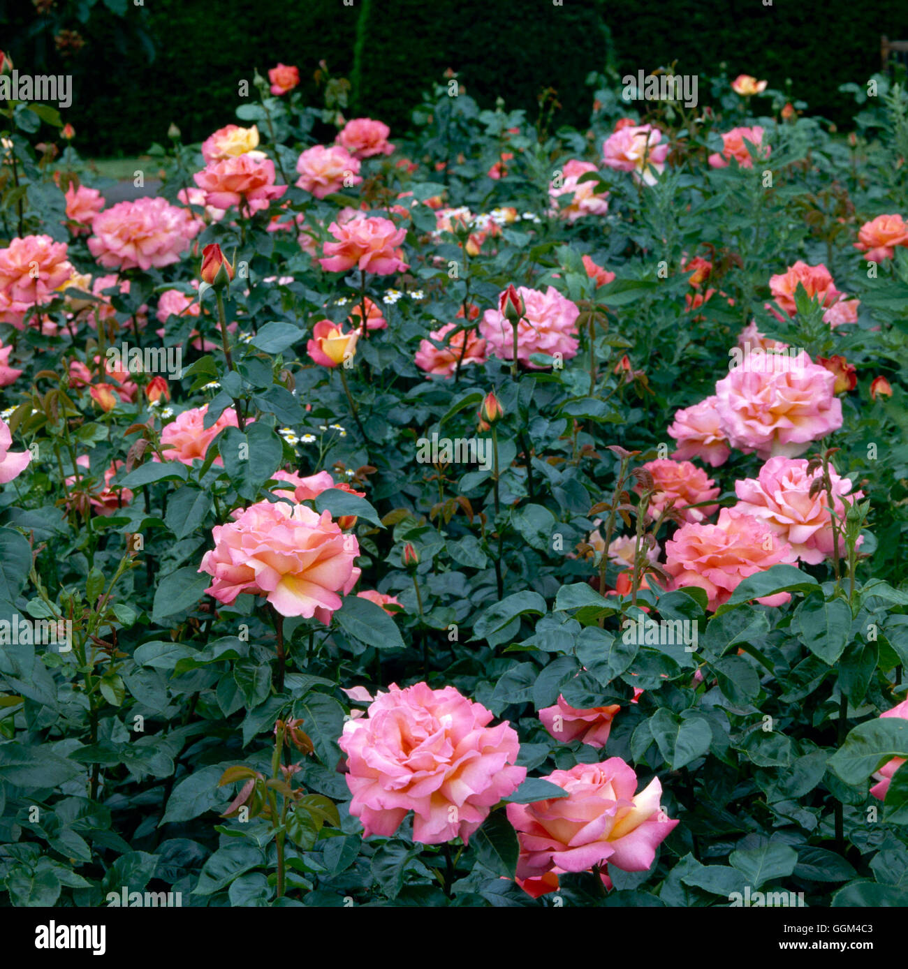 Rosa Chicago Peace Hybrid Tea RHT015668 Stock Photo Alamy